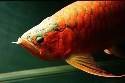 怎樣炒龍魚須好吃：如何預防龍魚掉眼