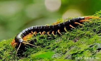 龍魚喂蜈蚣的原因主要有兩個：龍魚玩家常用各種方法來促進龍魚發(fā)色：龍魚為什么喜歡喂蜈蚣