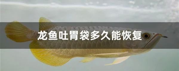 龍魚第一天能吃東西嗎：龍魚在第一天能吃東西嗎