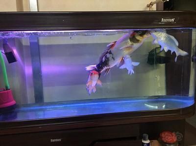 龍魚 tds：龍魚的tds水平以及其對水族箱水質的影響