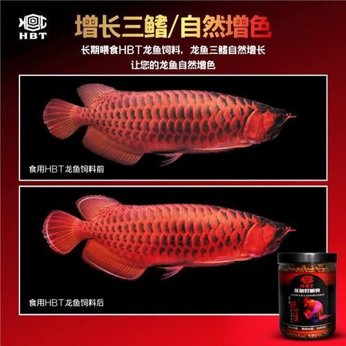 金龍魚怎么上色最快圖片