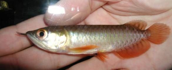 挑選小龍魚時，從以下幾個方面進行觀察和篩選：選擇小龍魚：怎么挑選小龍魚 挑選小龍魚時，從以下幾個方面進行觀察和篩選：選擇小龍魚：怎么挑選小龍魚 龍魚百科 第3張
