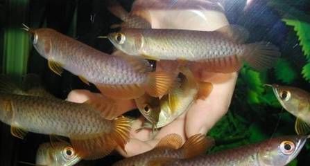 挑選小龍魚時，從以下幾個方面進行觀察和篩選：選擇小龍魚：怎么挑選小龍魚 挑選小龍魚時，從以下幾個方面進行觀察和篩選：選擇小龍魚：怎么挑選小龍魚 龍魚百科 第1張
