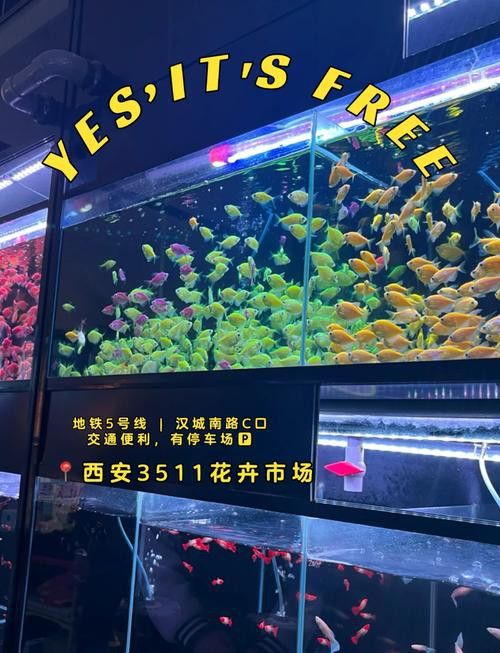 西安龍魚批發在哪里進貨便宜 龍魚百科 第3張 西安龍魚批發在哪里進貨便宜 西安龍魚批發在哪里進貨便宜 龍魚百科 第3張