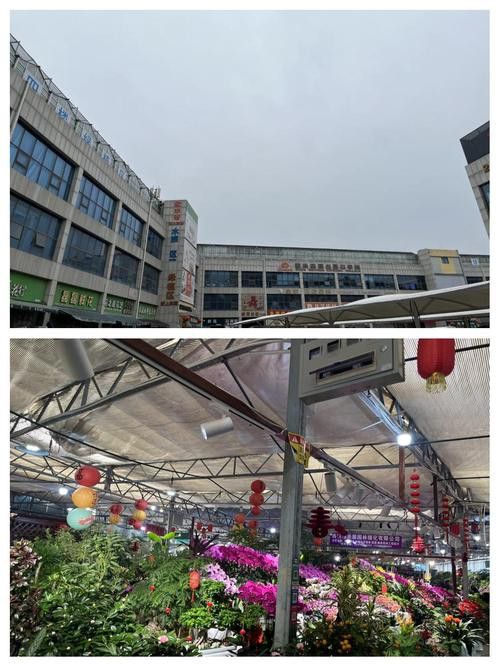 西安龍魚批發在哪里進貨便宜 龍魚百科 第4張 西安龍魚批發在哪里進貨便宜 西安龍魚批發在哪里進貨便宜 龍魚百科 第4張
