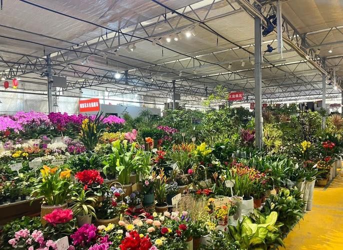 西安龍魚批發在哪里進貨便宜 龍魚百科 第7張 西安龍魚批發在哪里進貨便宜 西安龍魚批發在哪里進貨便宜 龍魚百科 第7張