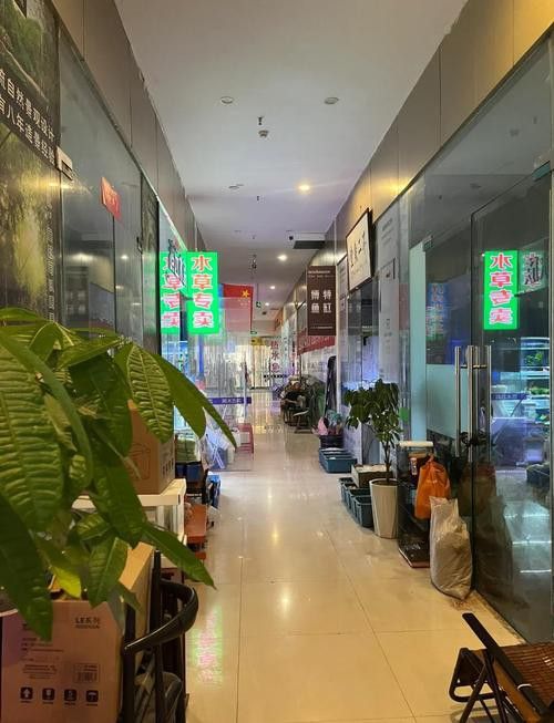 西安龍魚批發在哪里進貨便宜 龍魚百科 第6張 西安龍魚批發在哪里進貨便宜 西安龍魚批發在哪里進貨便宜 龍魚百科 第6張