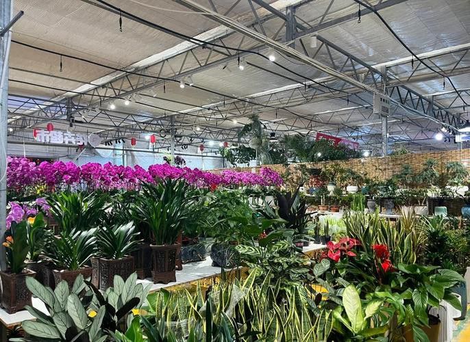 西安龍魚批發在哪里進貨便宜 龍魚百科 第5張 西安龍魚批發在哪里進貨便宜 西安龍魚批發在哪里進貨便宜 龍魚百科 第5張