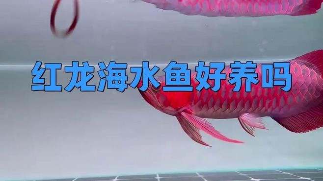 紅龍魚海水魚怎么養殖的