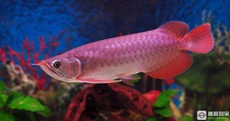 家里養龍魚風水講究什么（關于養龍魚的一些關鍵風水講究及注意事項及注意事項）