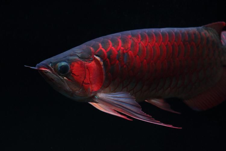 高端紅龍魚照片