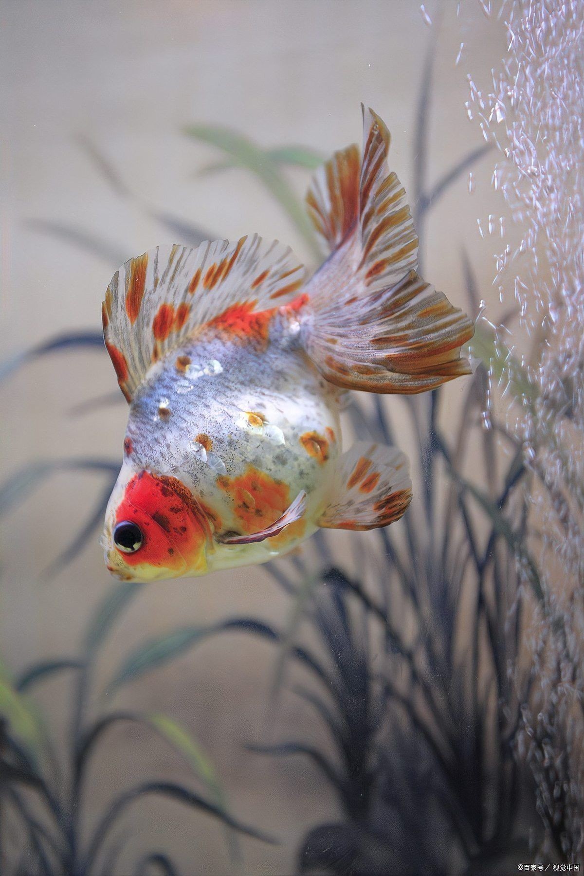蝴蝶鯉跟龍魚混養會影響龍魚嗎 蝴蝶鯉跟龍魚混養會影響龍魚嗎 龍魚百科 第4張