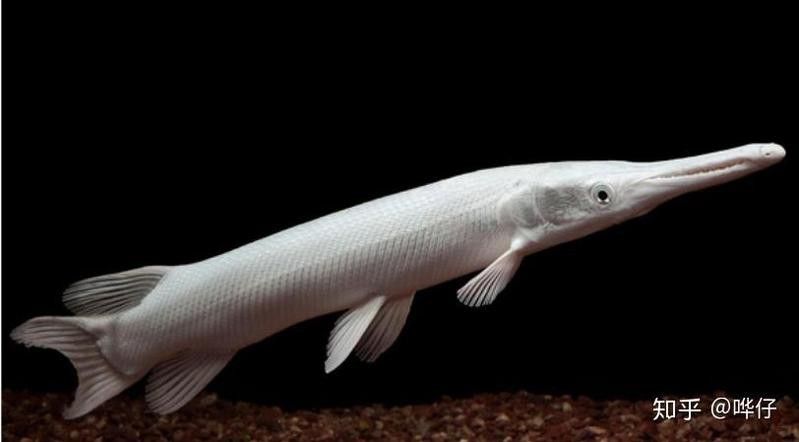 火箭魚能和龍魚混養嗎？