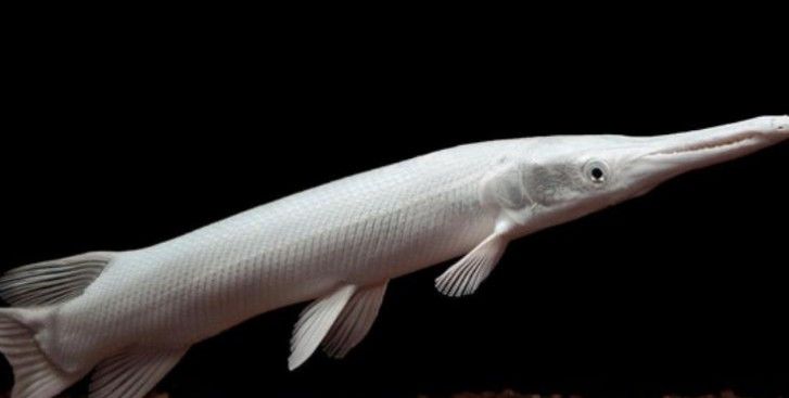 火箭魚能和龍魚混養嗎？