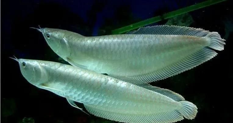 海南養龍魚需要加溫不加氧嗎視頻