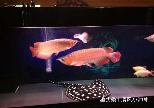 海南養龍魚需要加溫不加氧嗎視頻