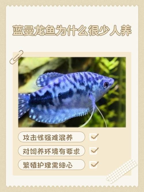 曼龍魚的種類及圖片大全