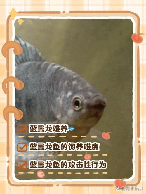 曼龍魚的種類及圖片大全