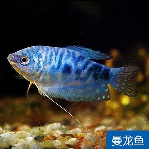 曼龍魚的種類及圖片大全