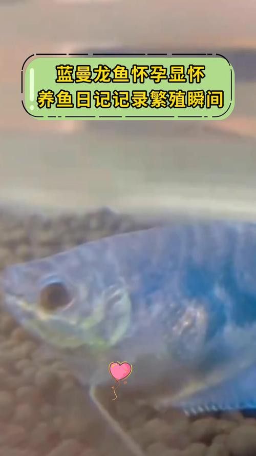 曼龍魚的種類及圖片大全