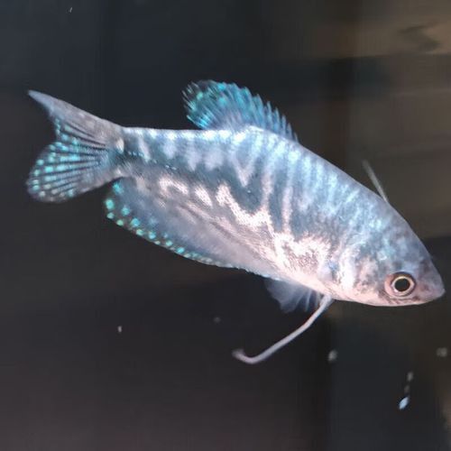 曼龍魚的種類及圖片大全