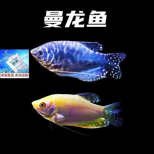 曼龍魚的種類及圖片大全