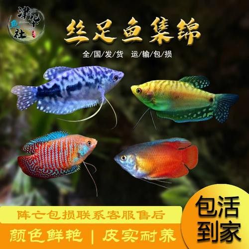 曼龍魚的種類及圖片大全
