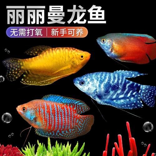 曼龍魚的種類及圖片大全
