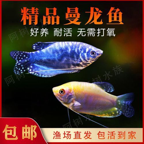 曼龍魚的種類及圖片大全