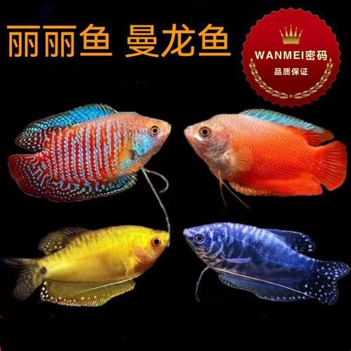 曼龍魚的種類及圖片大全