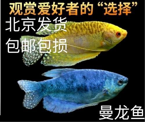 曼龍魚的種類及圖片大全