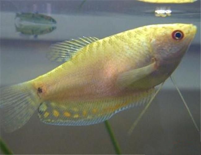 曼龍魚的種類及圖片大全