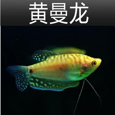 曼龍魚的種類及圖片大全