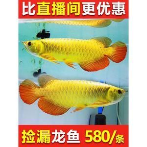金龍魚魚苗2一5CM多少錢一對【影響金龍魚魚苗價格的因素】