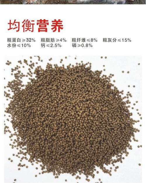 有哪些品牌的古龍魚飼料推薦？