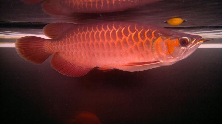 紅龍魚怎么發色好看圖片視頻