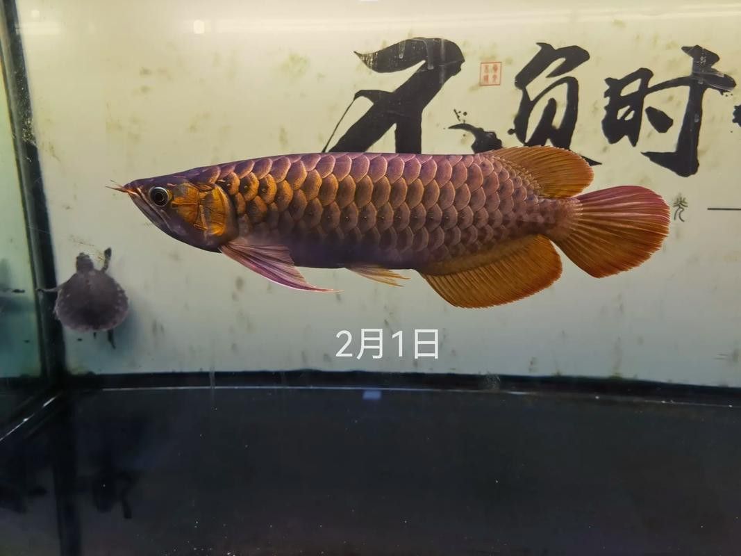 紅龍魚怎么發色好看圖片視頻