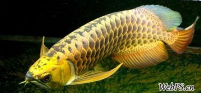 金龍魚有哪幾種品種的魚，金龍魚的主要品種分類