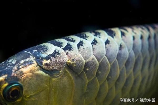 龍魚喂什么發色快一點好看呢（如何自制龍魚增色食譜）