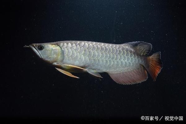 龍魚喂什么發色快一點好看呢（如何自制龍魚增色食譜）