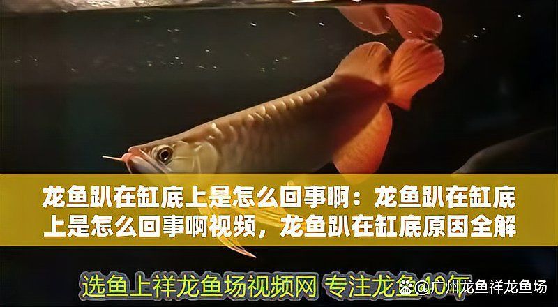 龍魚在魚缸底下趴著不動是怎么回事
