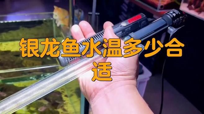 銀龍魚的養(yǎng)殖溫度要求