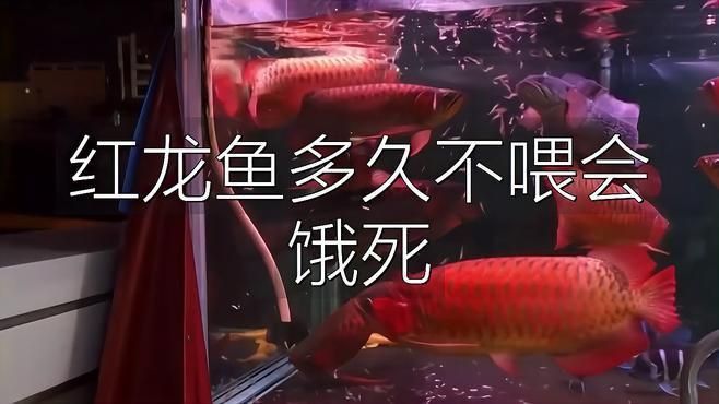 紅龍魚多久不吃會餓死？