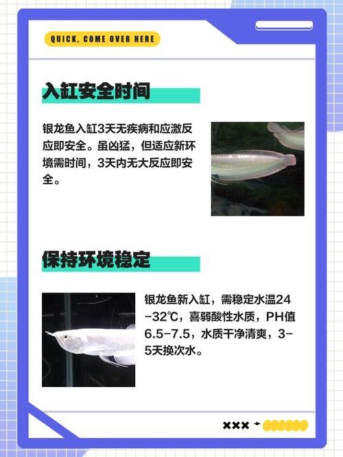 銀龍魚豎著頭朝下