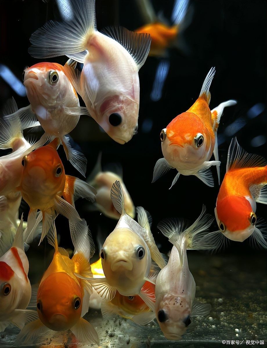 銀龍魚豎著頭朝下