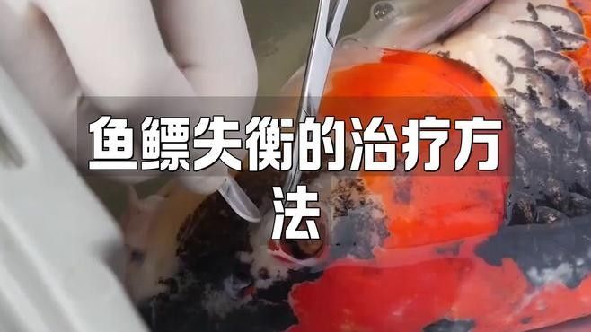 銀龍魚豎著頭朝下