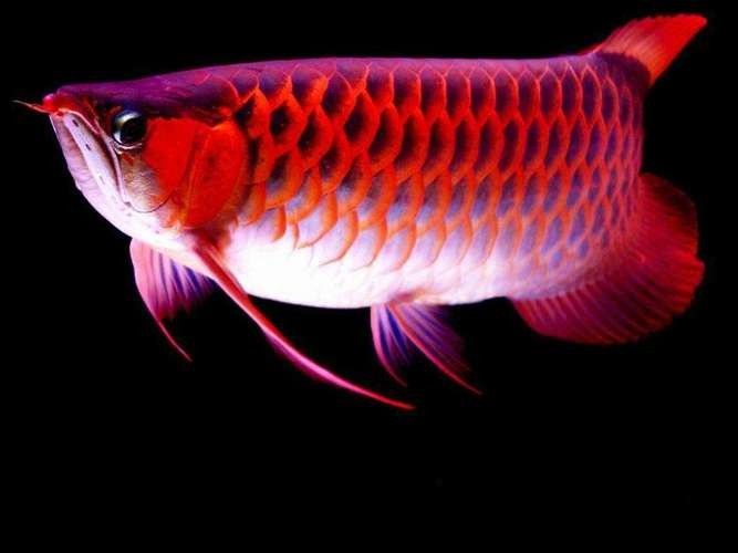 銀龍魚豎著頭朝下