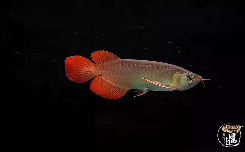 銀龍魚豎著頭朝下