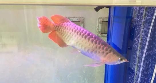 銀龍魚豎著頭朝下