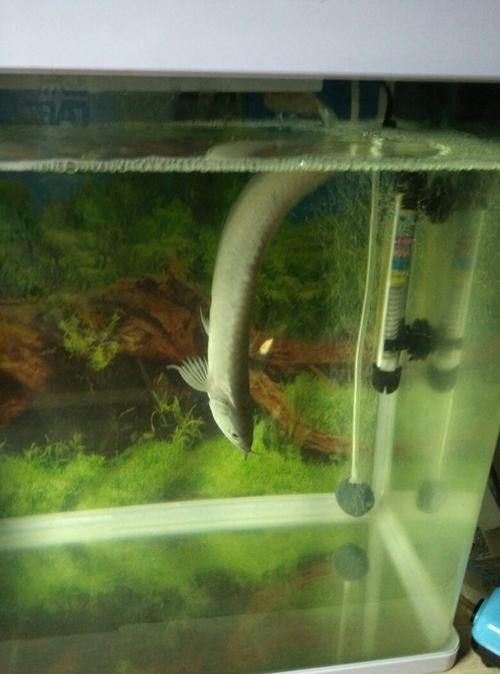 銀龍魚豎著頭朝下